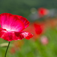花畑に咲く野花のポピー、赤い花が群生する春の風景の写真