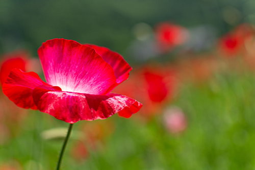 花畑に咲く野花のポピー、赤い花が群生する春の風景