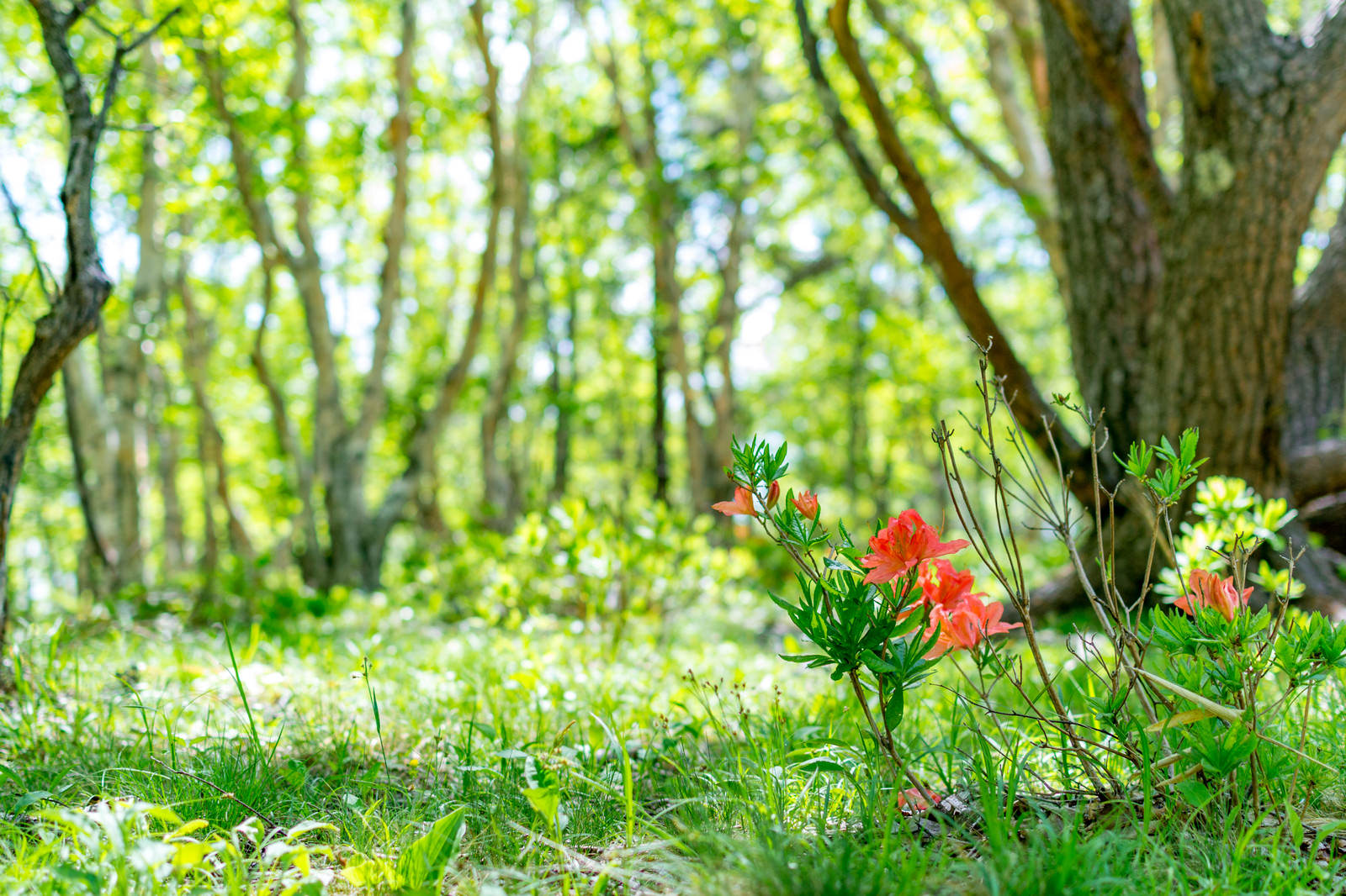 新緑の森の木陰に咲くオレンジ色のレンゲツツジの花