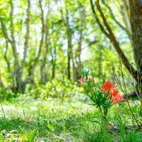 白樺平の木陰で咲くレンゲツツジ - 新緑に囲まれたオレンジ色の花の写真