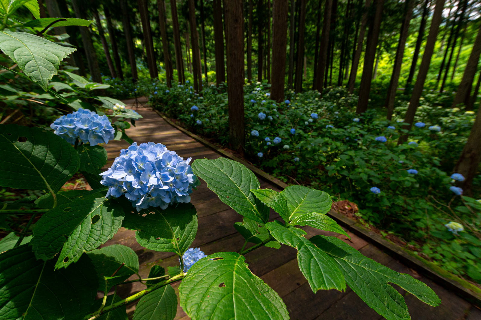 森の木道沿いに咲く青い紫陽花の花と緑の葉