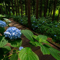 紫陽花と木道が続くアジサイ公園の遊歩道での梅雨の風景の写真