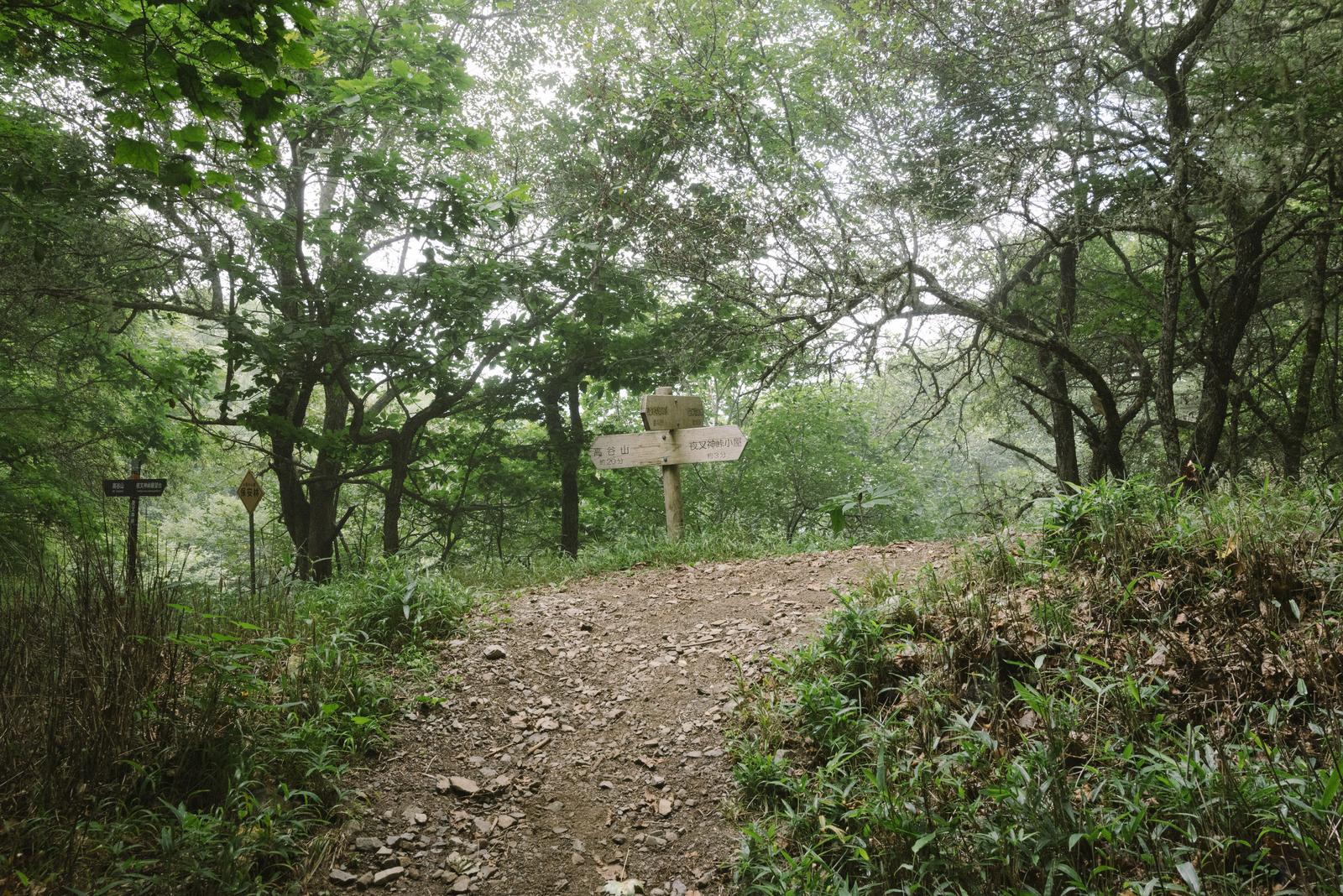 樹林帯の登山道に立つ木製の指導標と複数の道しるべ
