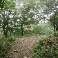 樹林帯の登山道に立つ鳳凰三山への指導標と登山道標識の写真