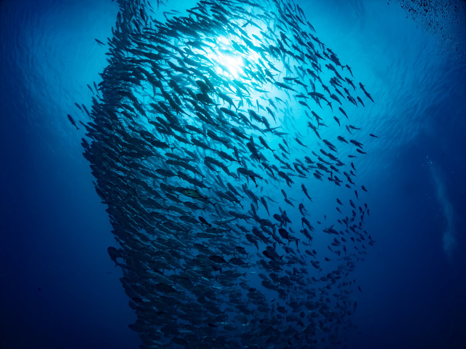 青い海中で渦巻くように泳ぐ銀色のギンガメアジの大群