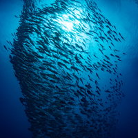 青い海中で渦巻く銀色のギンガメアジの群れの写真