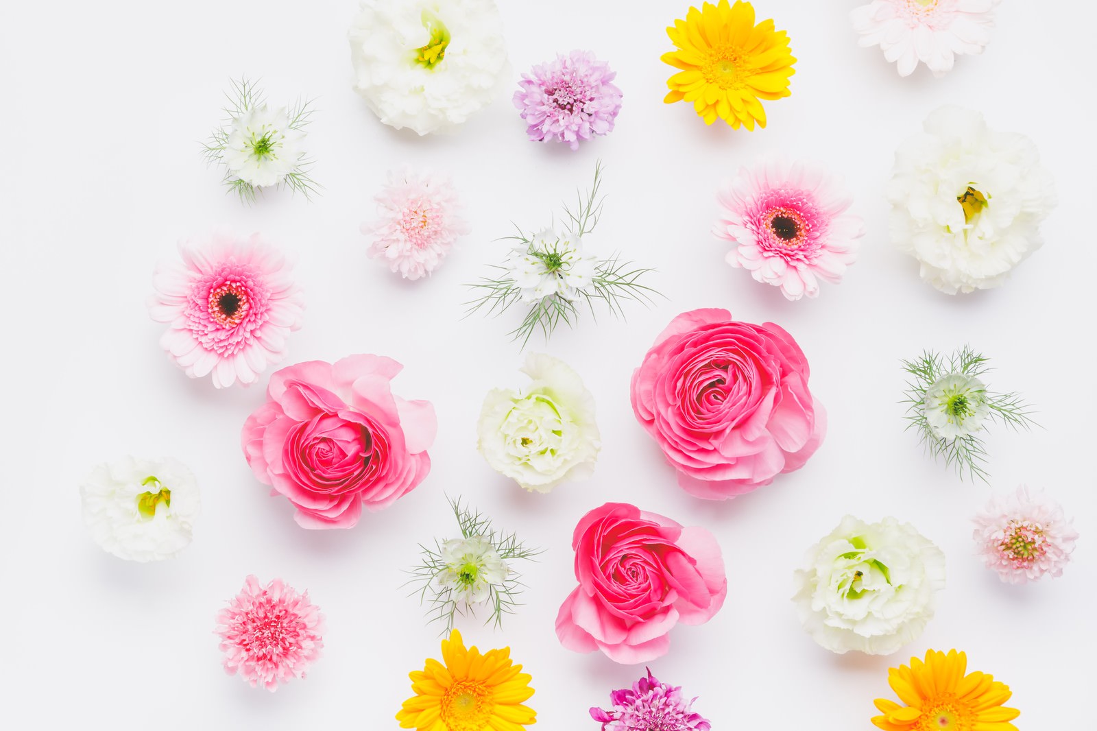 白い背景にランダムに並べた春の切り花