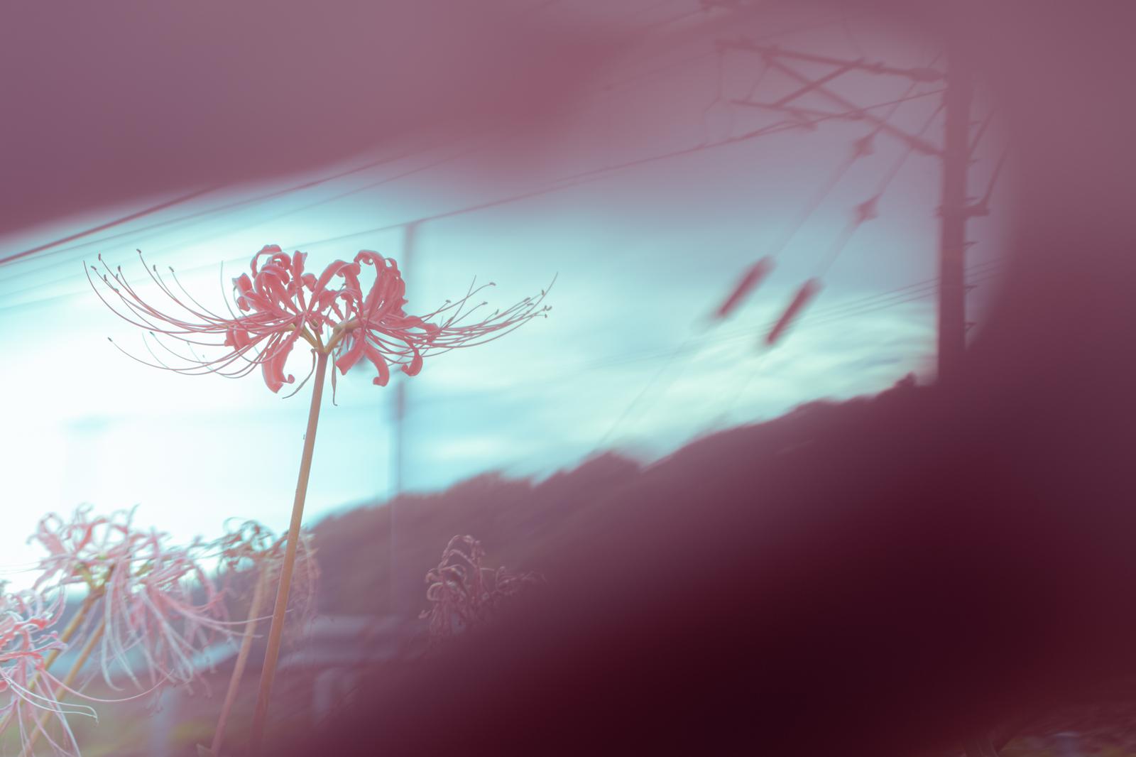 レンズ前の指でボケを作った赤い彼岸花の写真