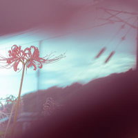 カメラレンズの前に指を近づけて撮影した赤い彼岸花の写真