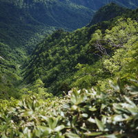 高妻山、裾花川源流の新緑渓谷の写真