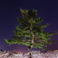 夜桜と松と月が競演する春の夜景～満開の桜と星空の写真