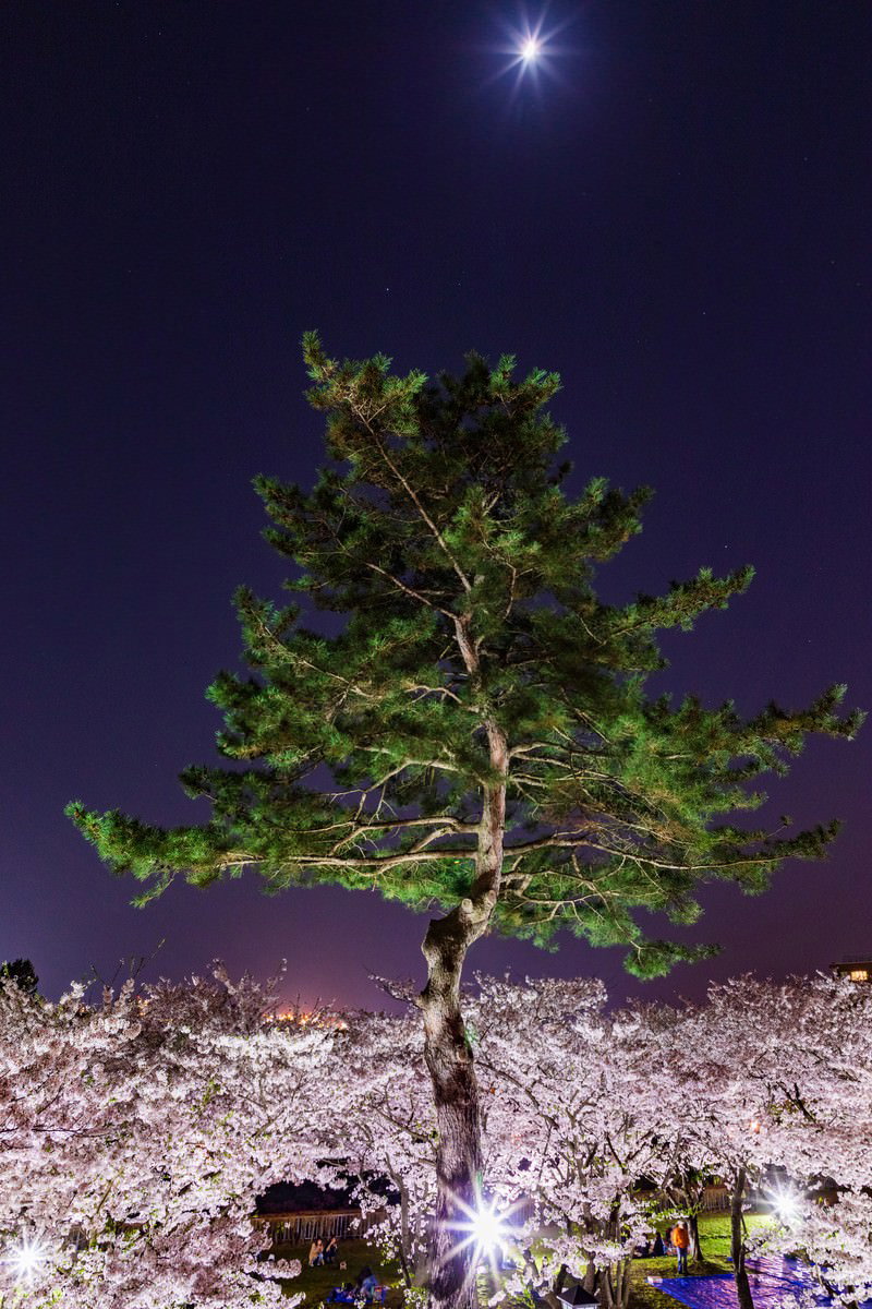 夜空に輝く月と満開の夜桜、そびえ立つ松の木が映る夜景