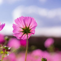 風を受け背中を向ける秋桜のコスモス、青空に揺れるピンク色の花の写真