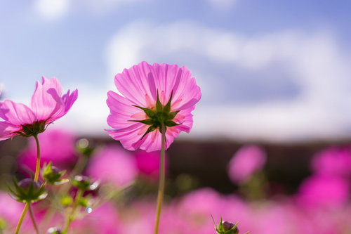 風を受け背中を向ける秋桜のコスモス、青空に揺れるピンク色の花