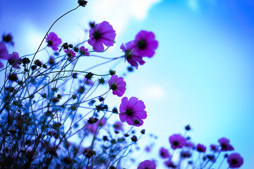 青空に向かって咲くピンク色のコスモス