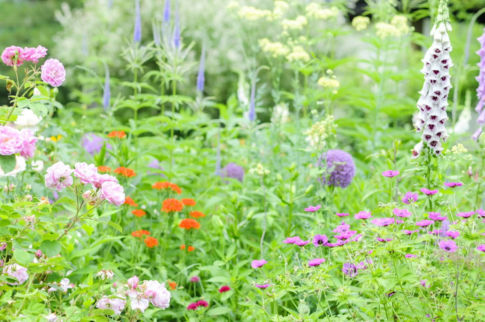 初夏のガーデンに咲くピンクや白の花々が緑の中に美しく咲いている様子