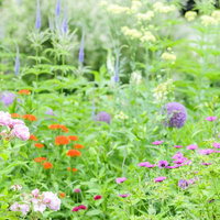 初夏の風にそよぐ庭のピンクと白の花々と緑の植物の写真