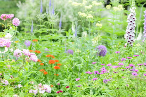 初夏の風にそよぐ庭のピンクと白の花々と緑の植物