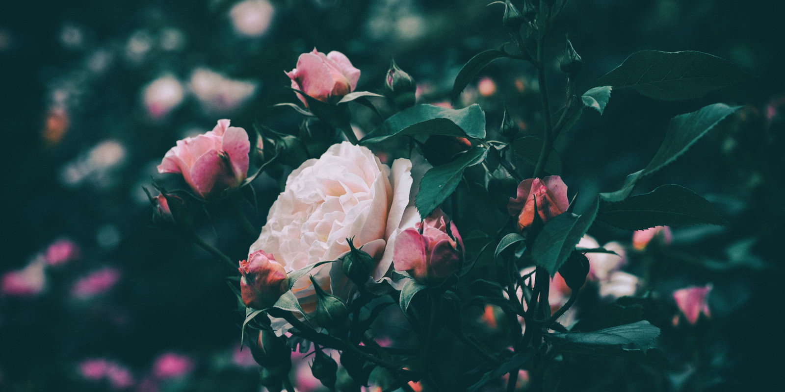 薔薇園で咲く濃いピンクと淡いピンクのバラとつぼみ