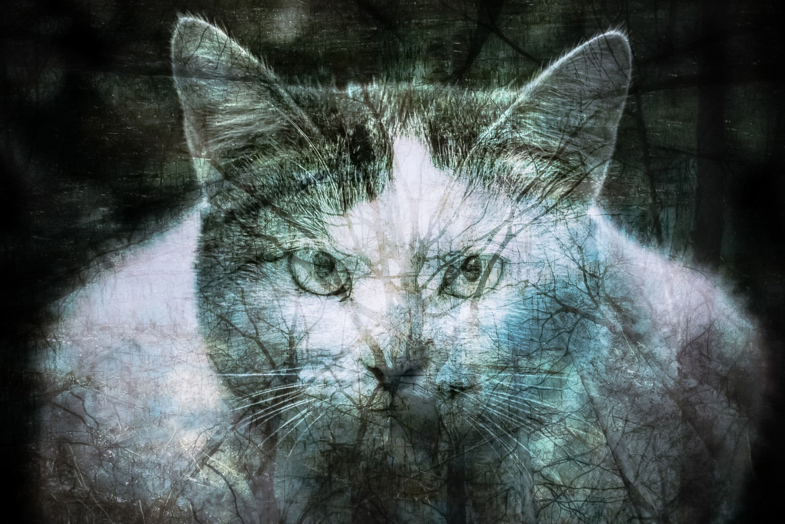 森の木々と猫の顔が重なり合ったフォトモンタージュ作品