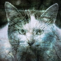 森の木々と猫のフォトモンタージュ作品の写真