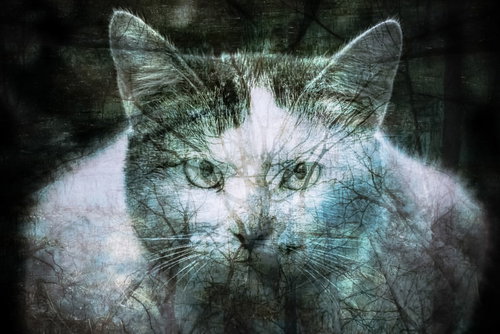 森の木々と猫のフォトモンタージュ作品
