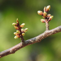 春を待つ桜の蕾がほころぶ枝の新芽と季節の変化の写真