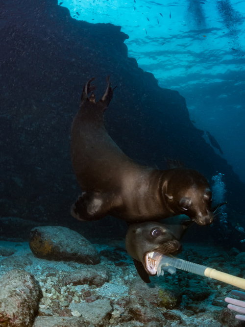 青い海中でスノーケルを噛むアシカの子ども