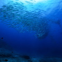 海中を泳ぐホソカマスの魚群 ダイビングで撮影した大群の様子の写真