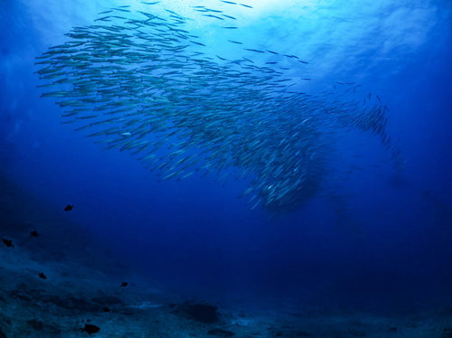 海中を泳ぐホソカマスの魚群 ダイビングで撮影した大群の様子