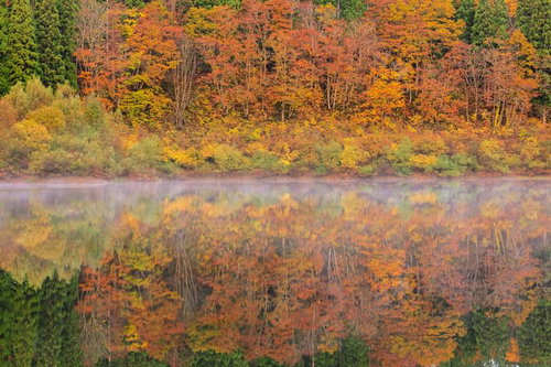 朝霧に包まれた大柳沼の紅葉と水鏡、秋の水面リフレクション