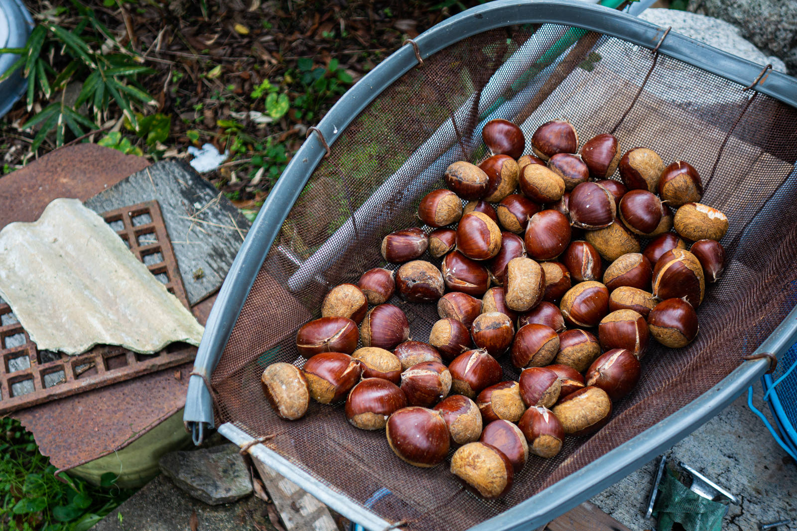 バケツに入った収穫したばかりの栗の実