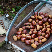 バケツに入った収穫した栗の新鮮な木の実の写真