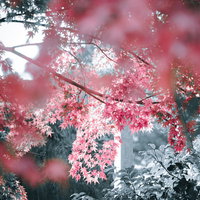 木漏れ日に照らされる赤い紅葉の葉が輝く秋の風景の写真