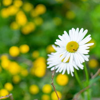 白い花にとまっている小さな蜂の写真