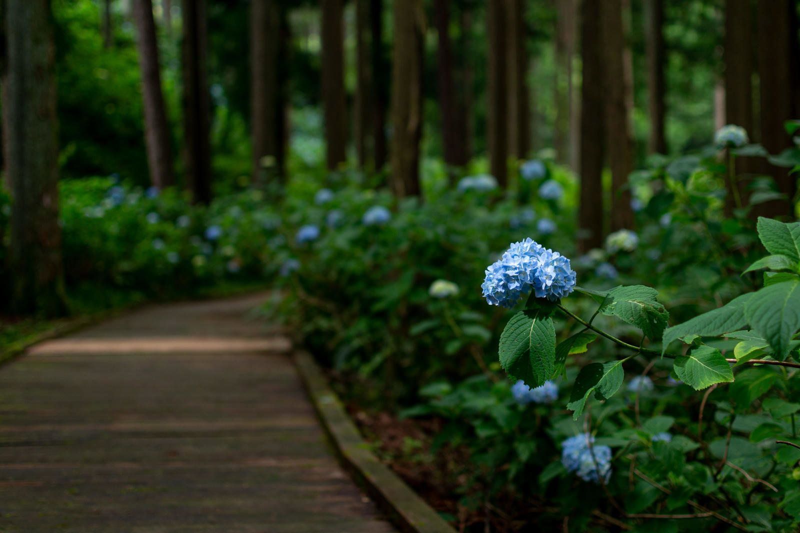 梅雨の遊歩道脇に群れ咲く紫陽花