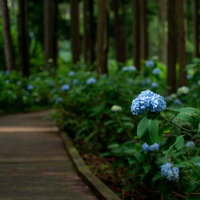 梅雨の遊歩道を彩る木漏れ日に照らされた紫陽花の写真