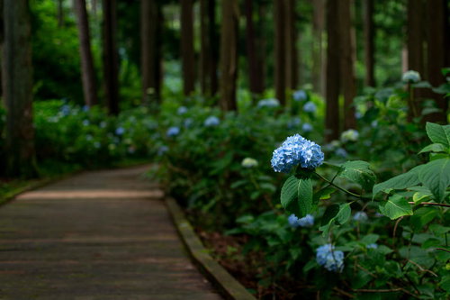 梅雨の遊歩道を彩る木漏れ日に照らされた紫陽花