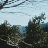 山道から切り抜いた森の景観 針葉樹林と山並みの層状風景の写真