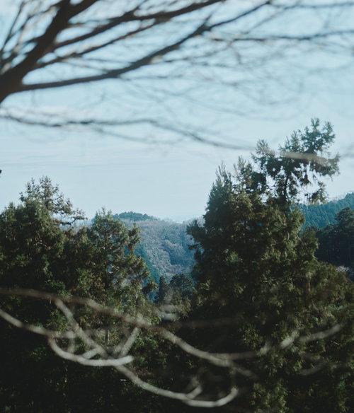 山道から切り抜いた森の景観 針葉樹林と山並みの層状風景