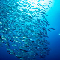 ギンガメアジの大群を撮影するダイバーの水中シーンの写真