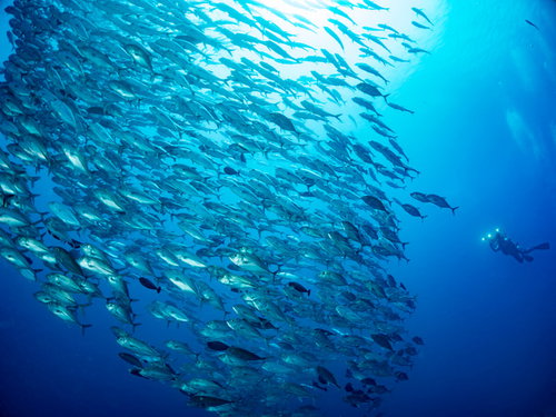 ギンガメアジの大群を撮影するダイバーの水中シーン