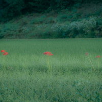 田んぼにポツリと咲く赤い彼岸花の写真