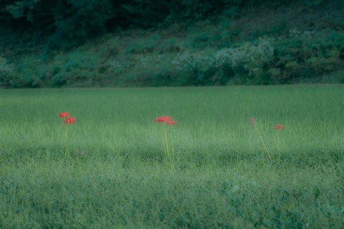 田んぼにポツリと咲く赤い彼岸花