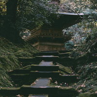 苔むした参道と緑に包まれた静けさの中のお堂の写真