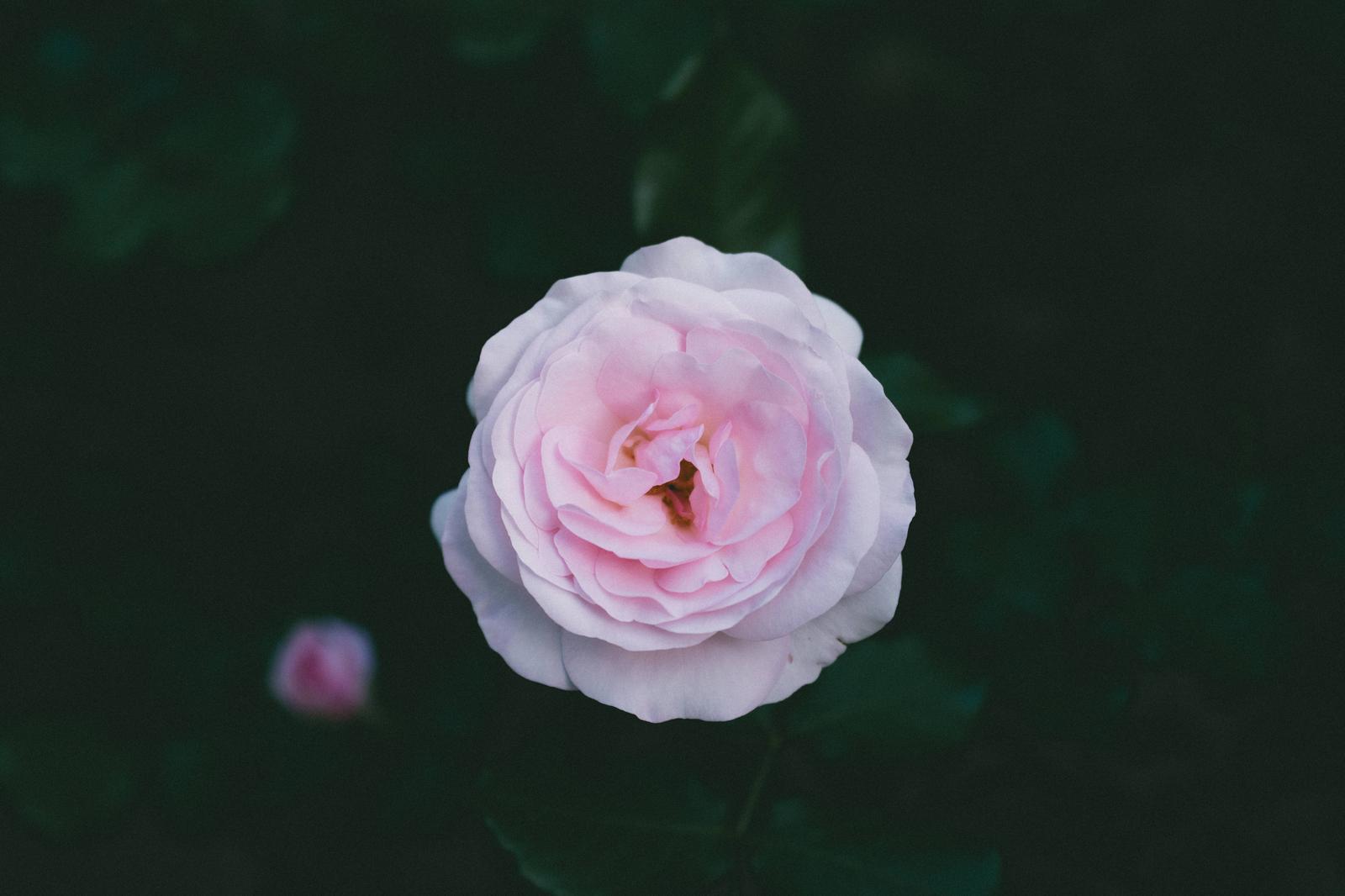 淡いピンク色の咲き進んだ薔薇を上から撮影した写真