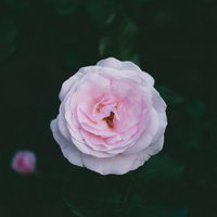 淡いピンク色の咲き進んだ薔薇の花弁が幾重にも重なるの写真