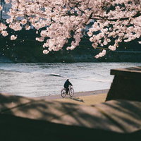 河川敷の桜並木の下を自転車で走る人の春景色の写真