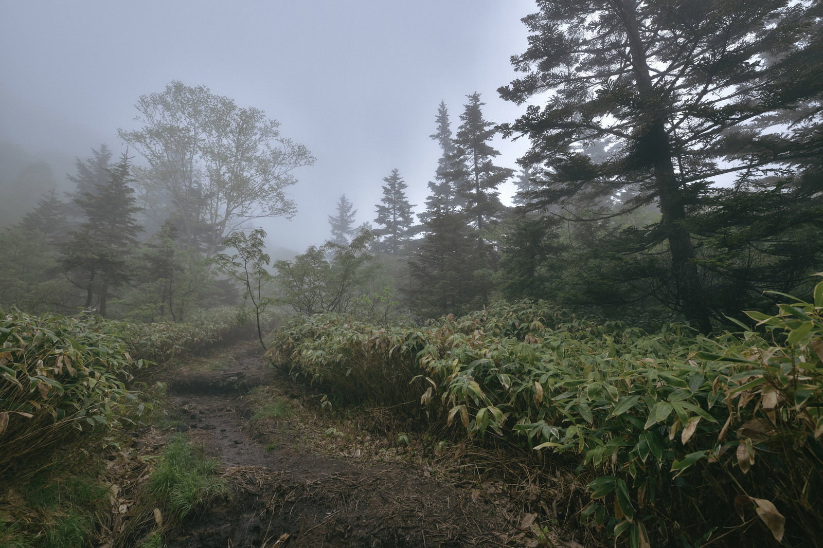 霧の中の焼岳登山道