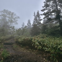 霧の中の焼岳登山道の写真